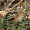 American Woodcock